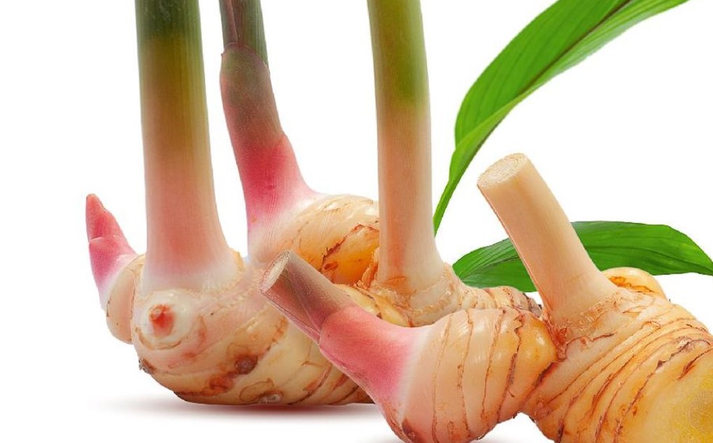 Cara-Mengolah-Lengkuas-Menjadi-Obat-Herbal