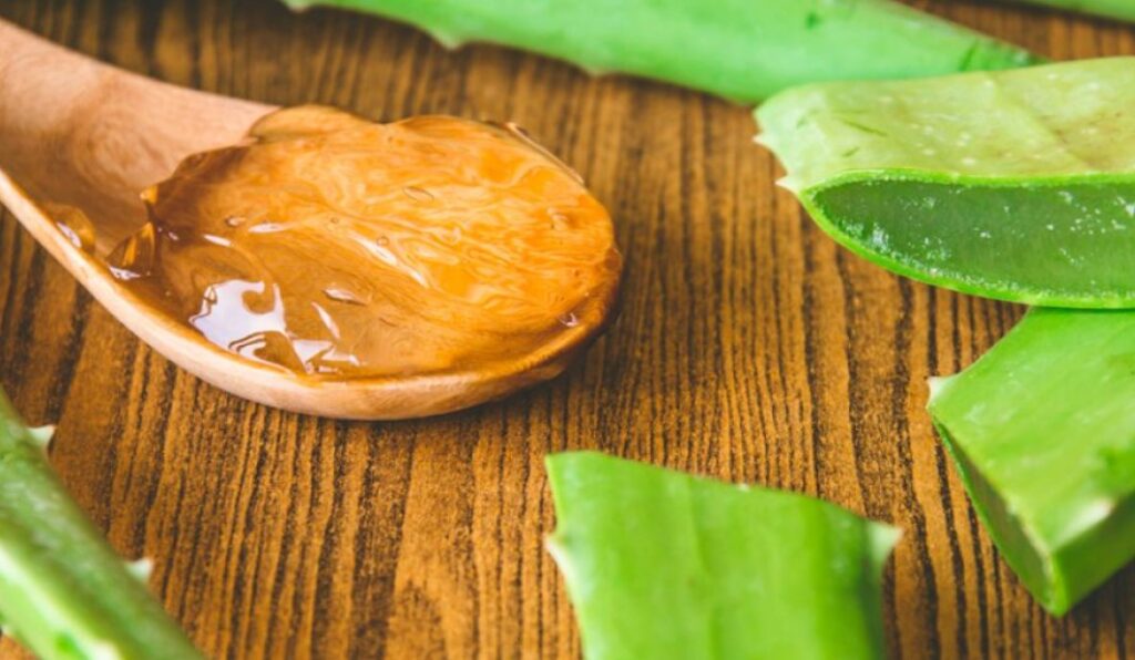 Pengertian-dan-Kandungan-Lidah-Buaya