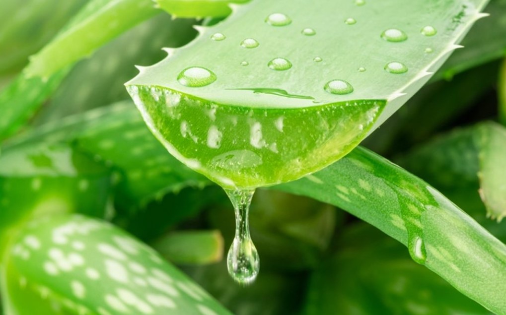Rekomendasi-Produk-Berbahan-Lidah-Buaya-yang-Terbukti-Manfaatnya